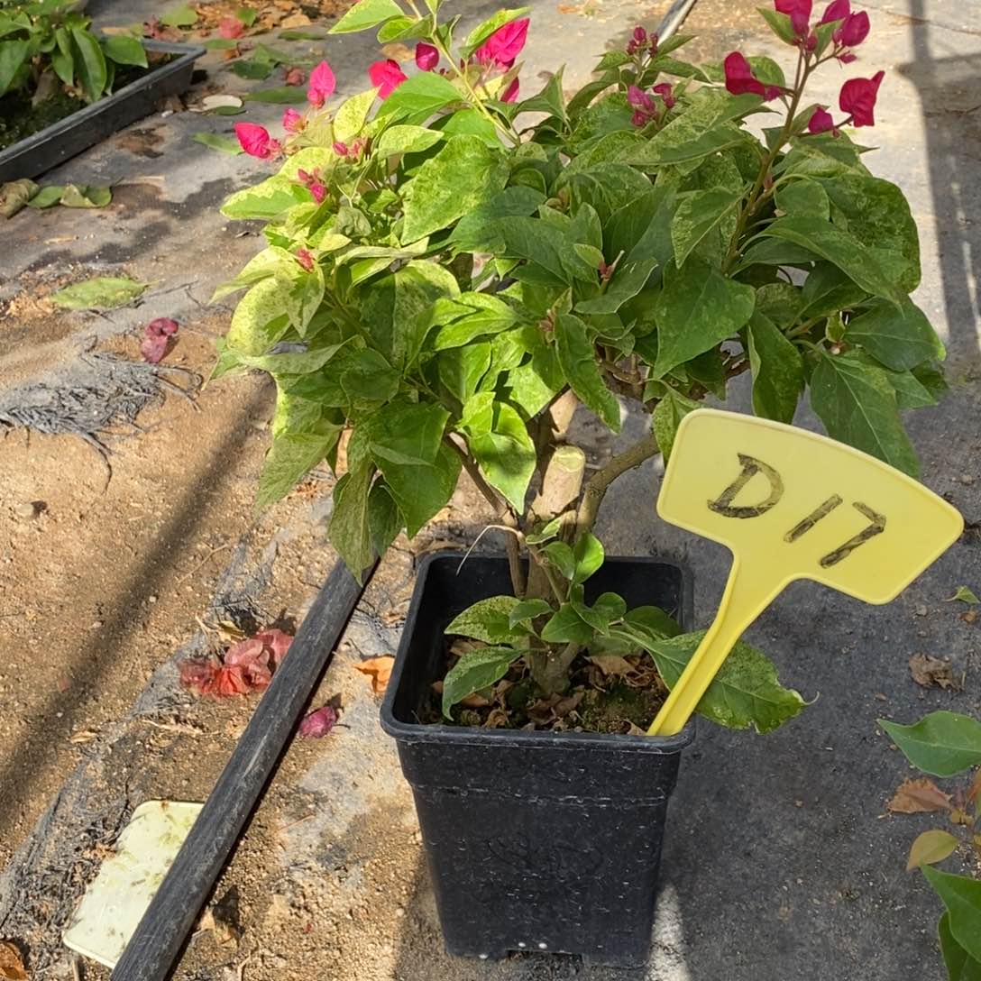 无花朵三角梅桑博士D17