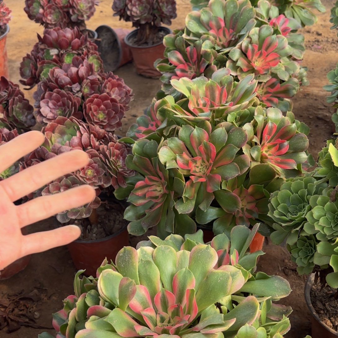 香妃大颗22.8多肉植物