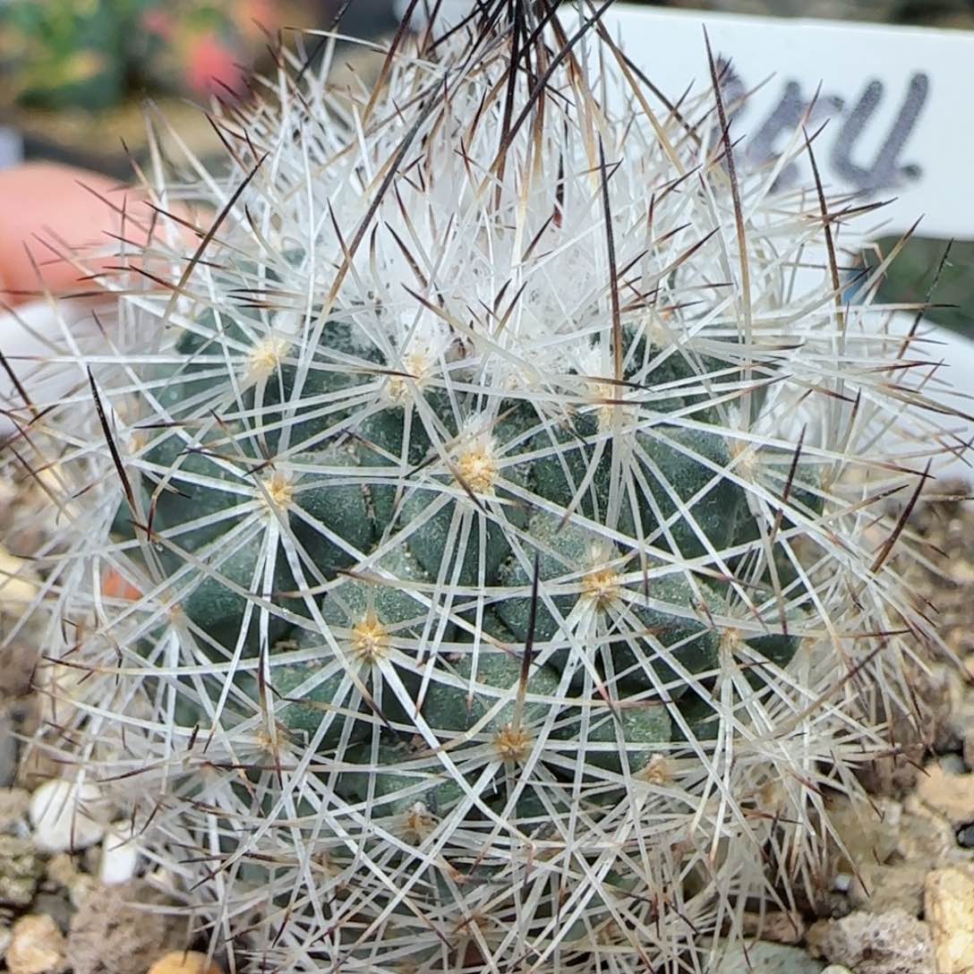 354实生白琅多肉