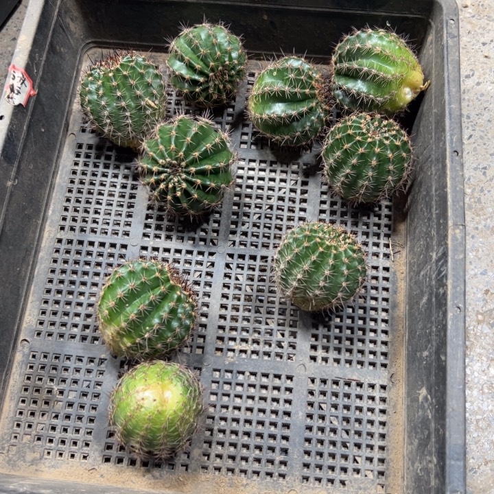 30彩草N29 歪无根侧芽4公分左右20包邮