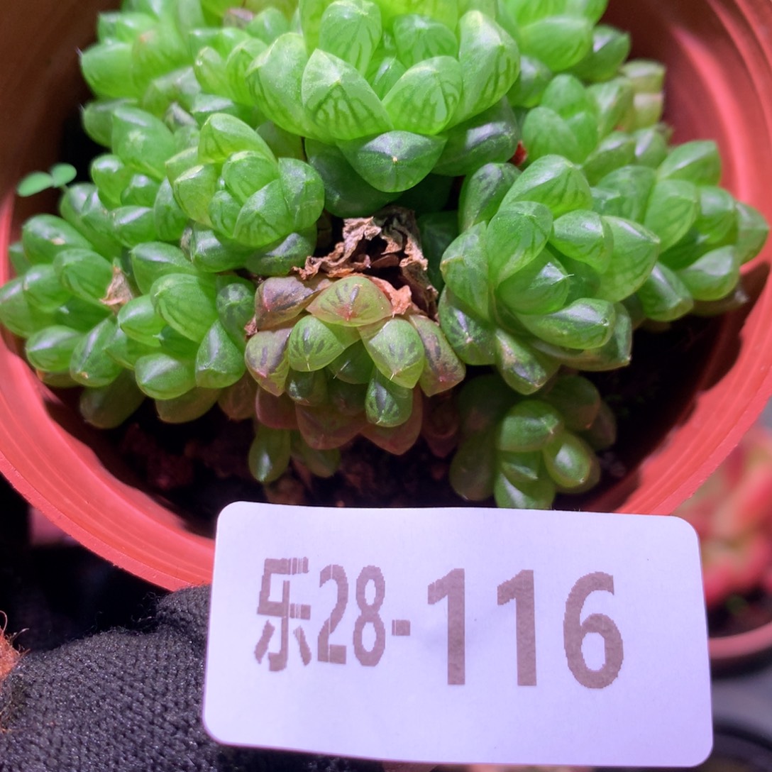 乐然28-116 草玉露 