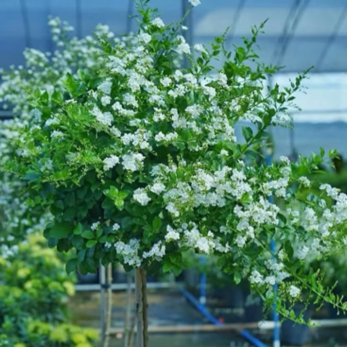 【蕾丝金露花】巧克力香阳台庭院盆栽地栽新手易养护