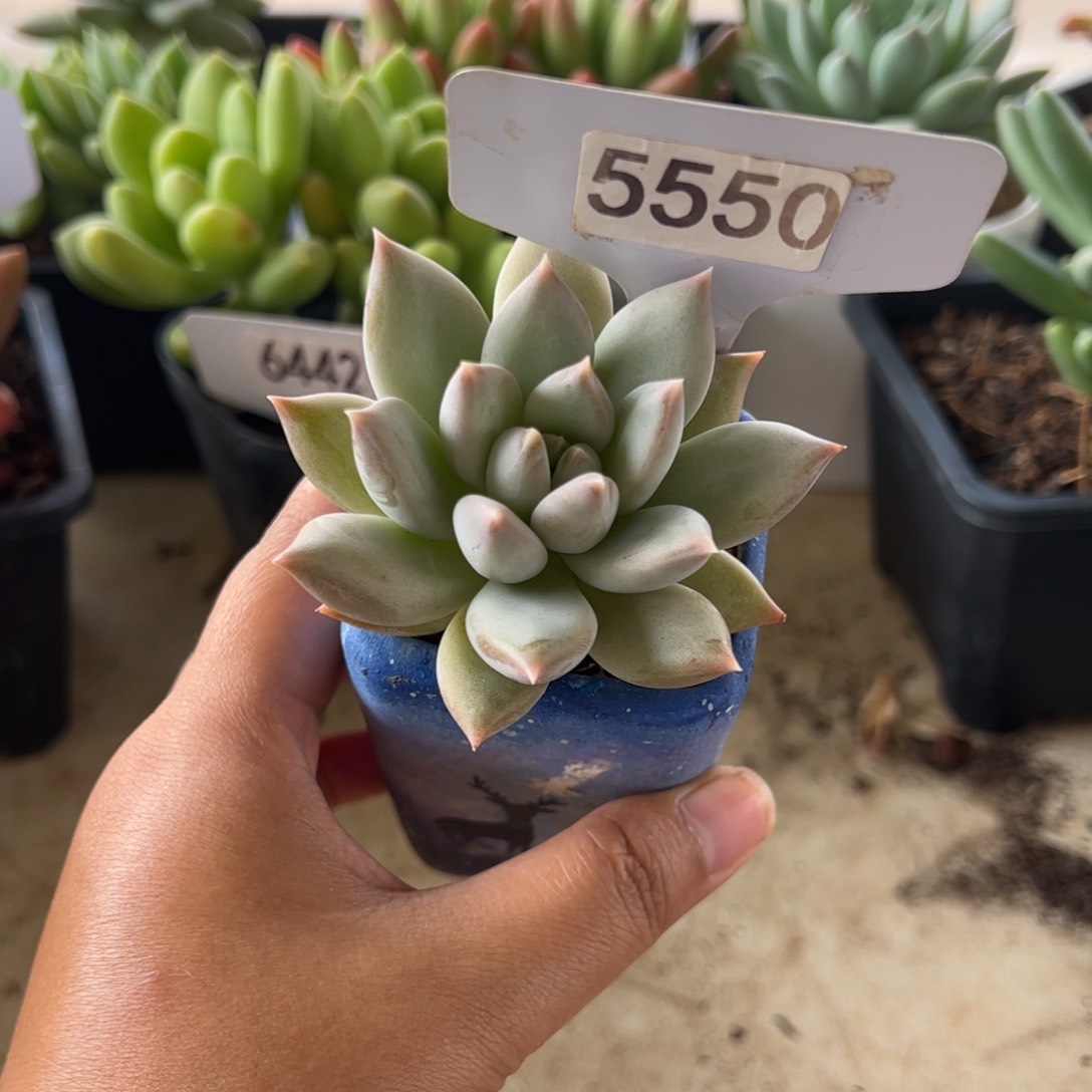 【闪购商品】粉黛。5550。1111111
