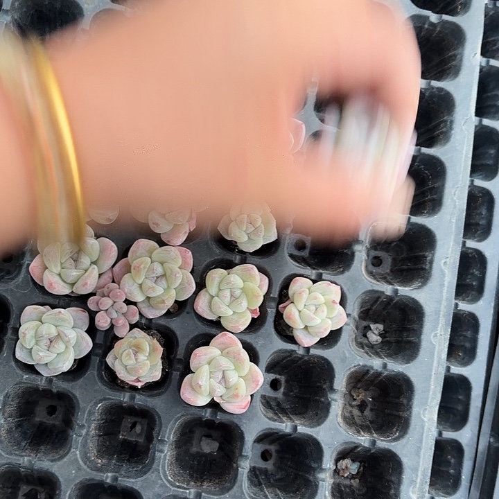 莫***空359 号到手1框一物一拍