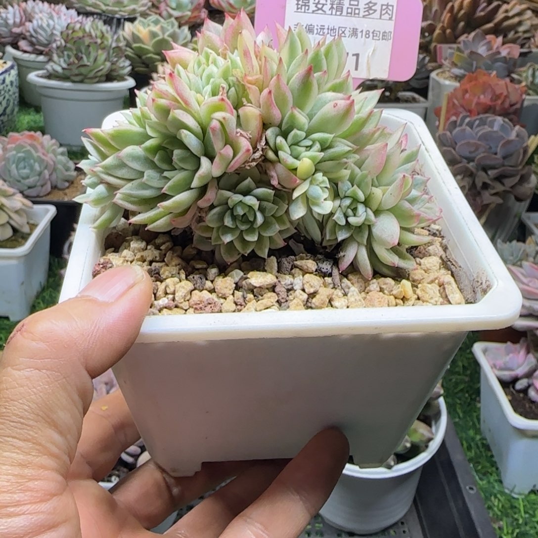锦安精品多肉植物271