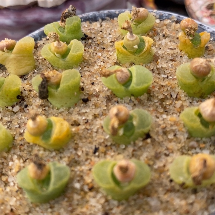 奶-瓶风铃一颗一颗