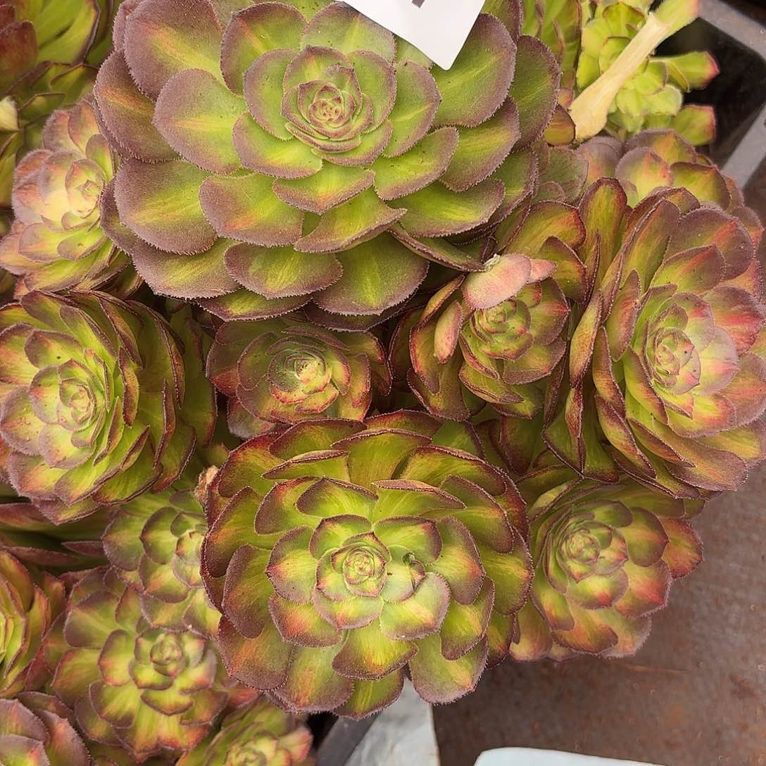 多肉植物福利097