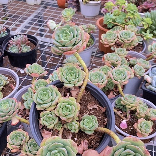 尼可莎拉玫瑰多头老桩