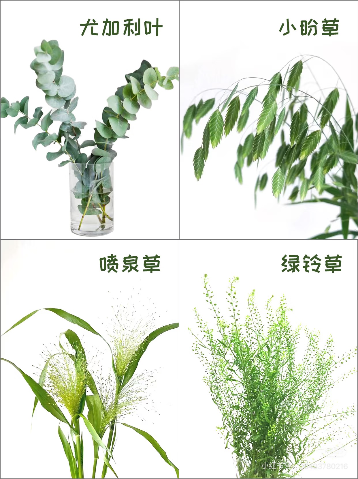 【小帅专属草花】 部分草花合辑 你要的我都有 鲜切花