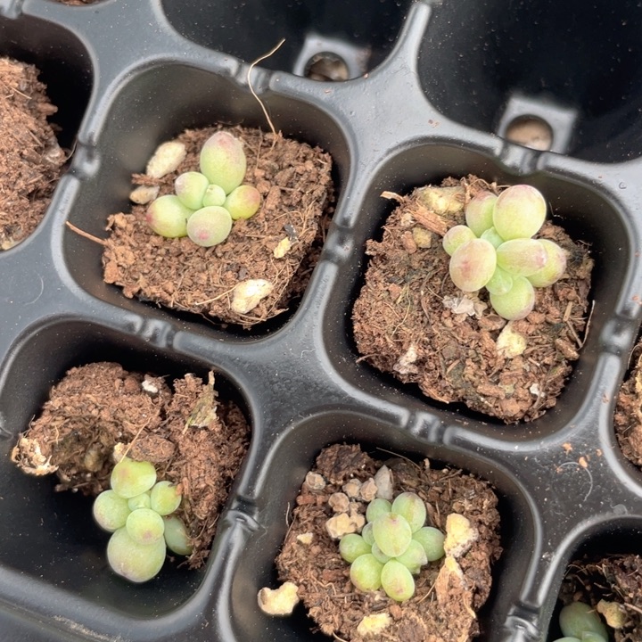 萤火虫3颗随机发满18包邮
