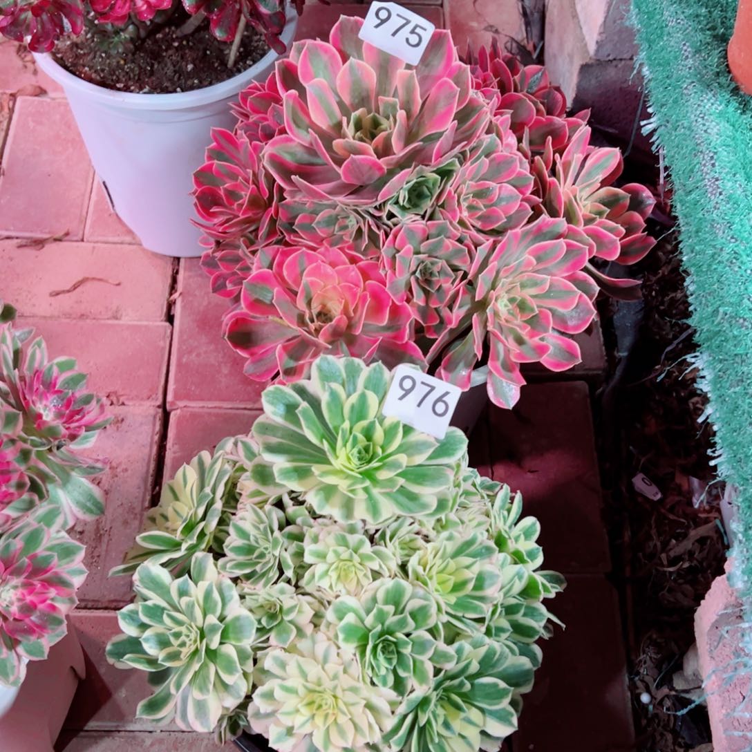 唐***975/976组合法师多肉植物