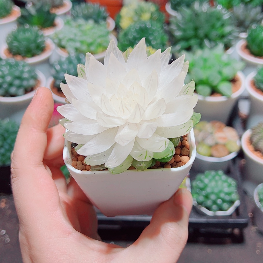 白莲花小白盆多肉多肉
