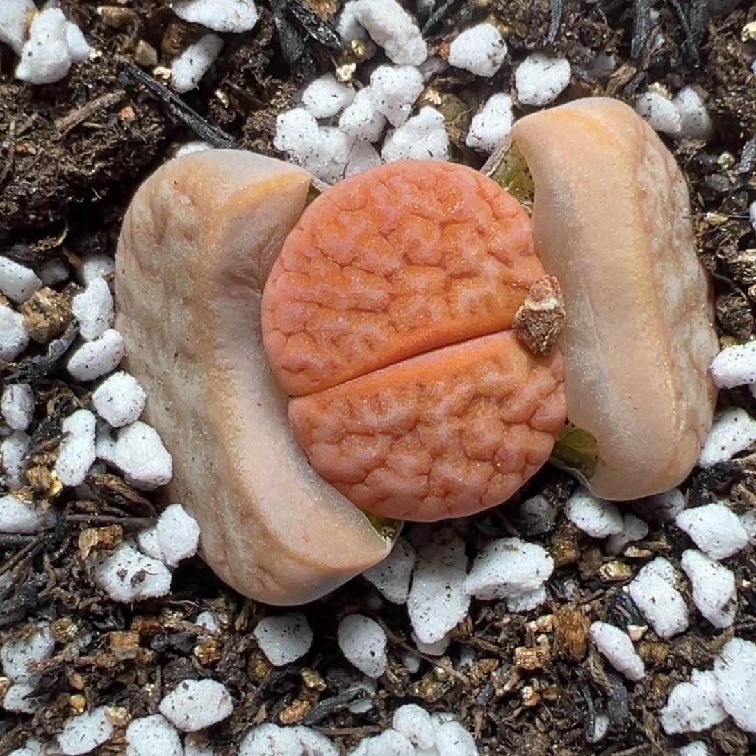 【闪购商品】1034……