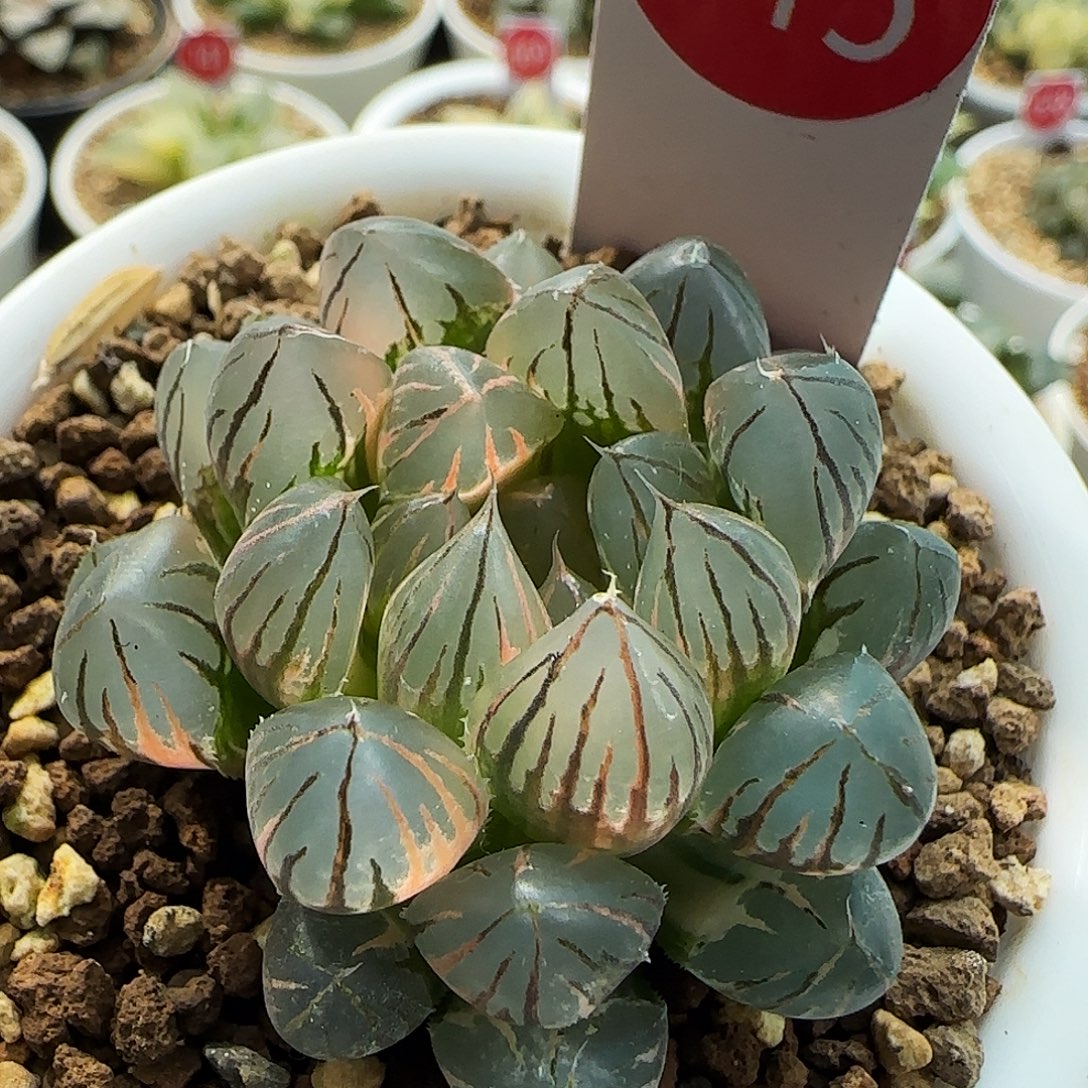 515号霓虹灯一物一拍带盆土