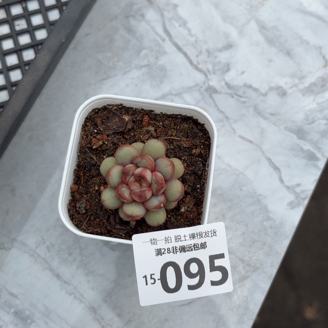 葡萄单头多肉多肉多肉