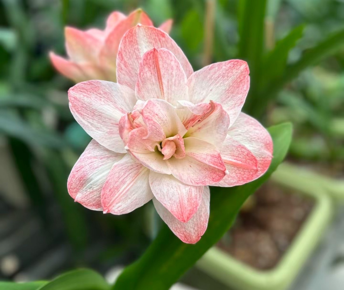 【漂亮女孩】朱顶基地球5-6cm