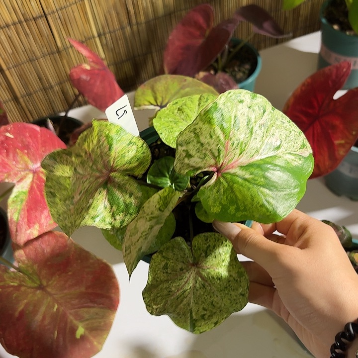 一****薄荷糖泰国彩叶芋57-0612