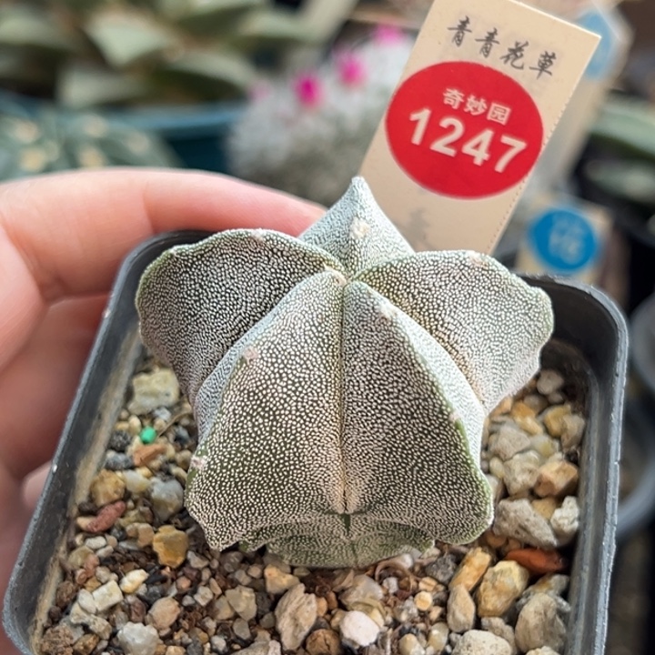 实生恩冢鸾凤玉一棵