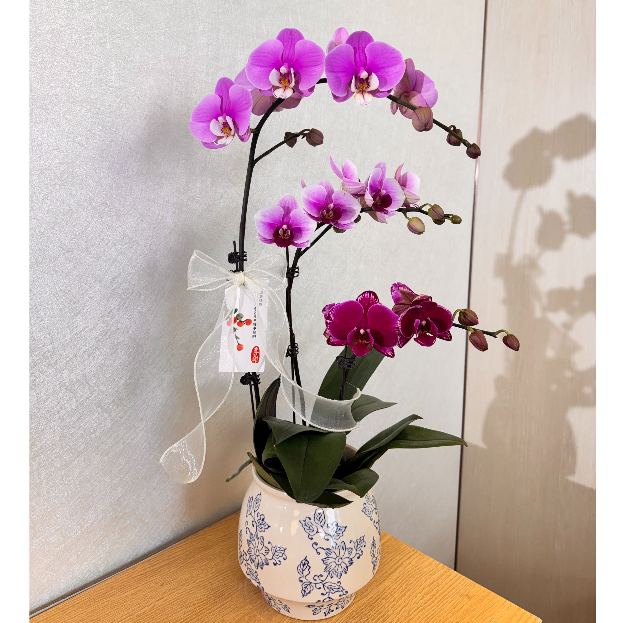 《多彩艺术组盆1号》粉色系列蝴蝶兰艺术组盆室内桌面绿植花卉摆件