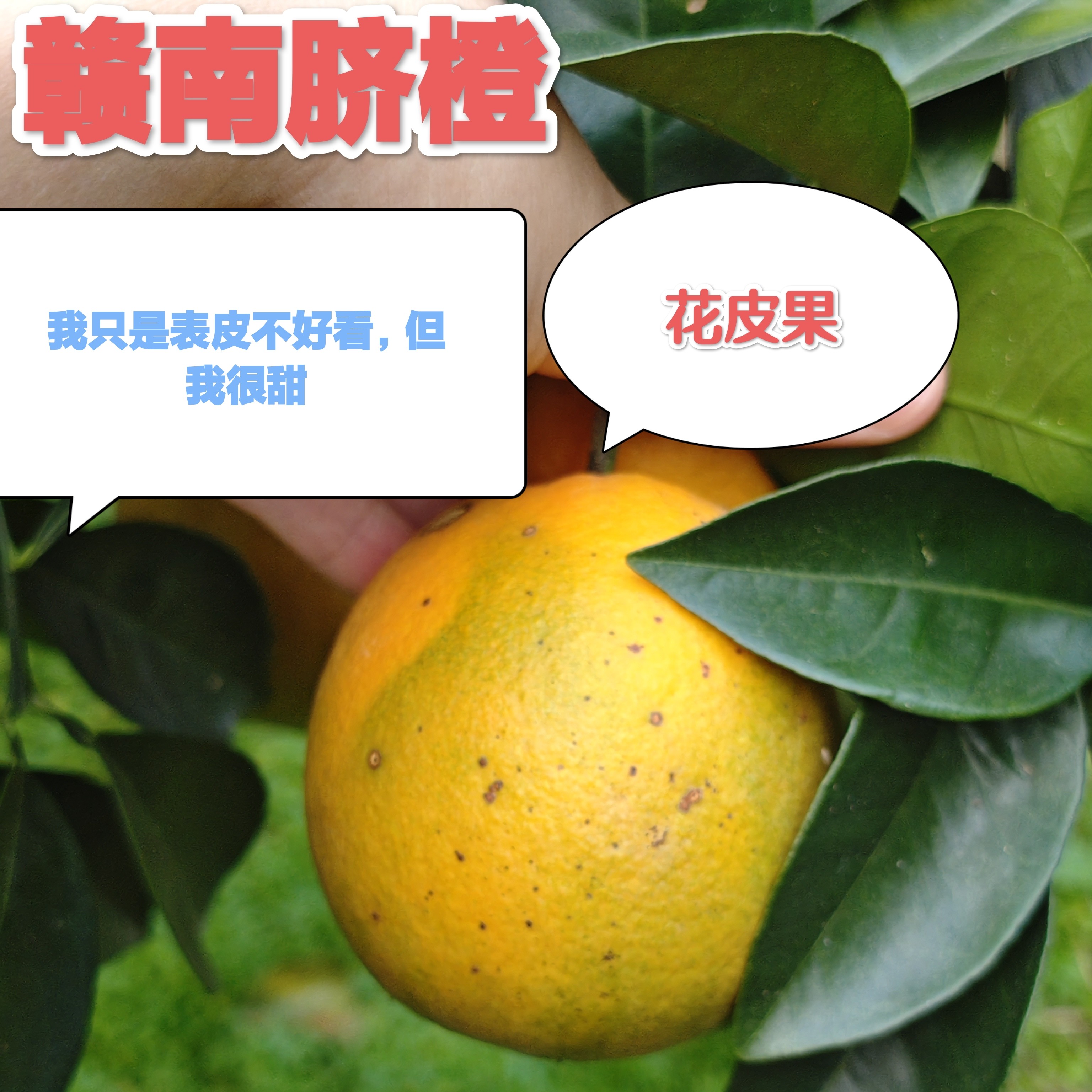 特价【花皮果】10斤 正宗赣南脐橙 自家果园 现摘现发