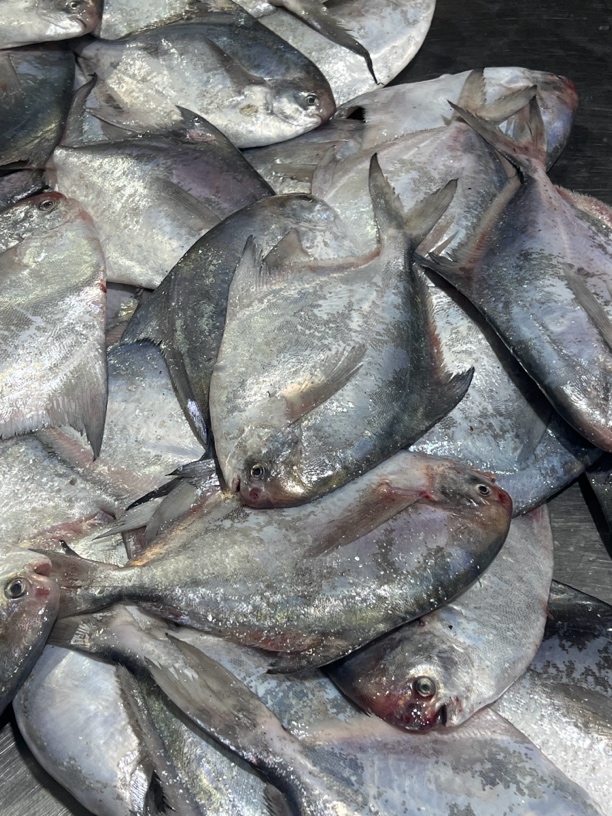 连云港冷冻发货银鲳鱼5.5斤17条