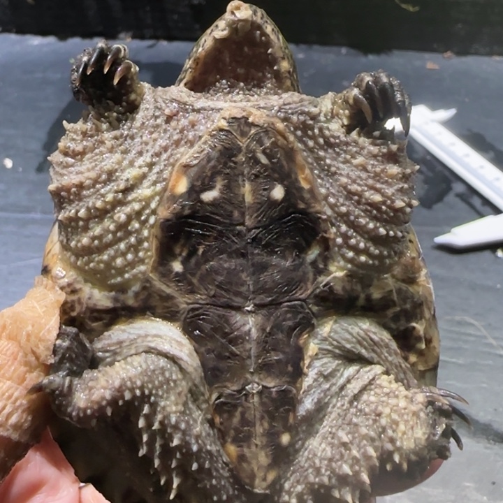 小***鱼宠物龟母瑕疵开甲