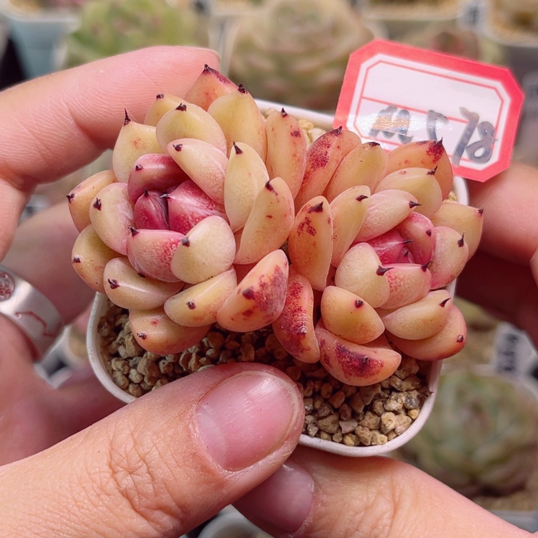 M578一物一拍 月光珍妮