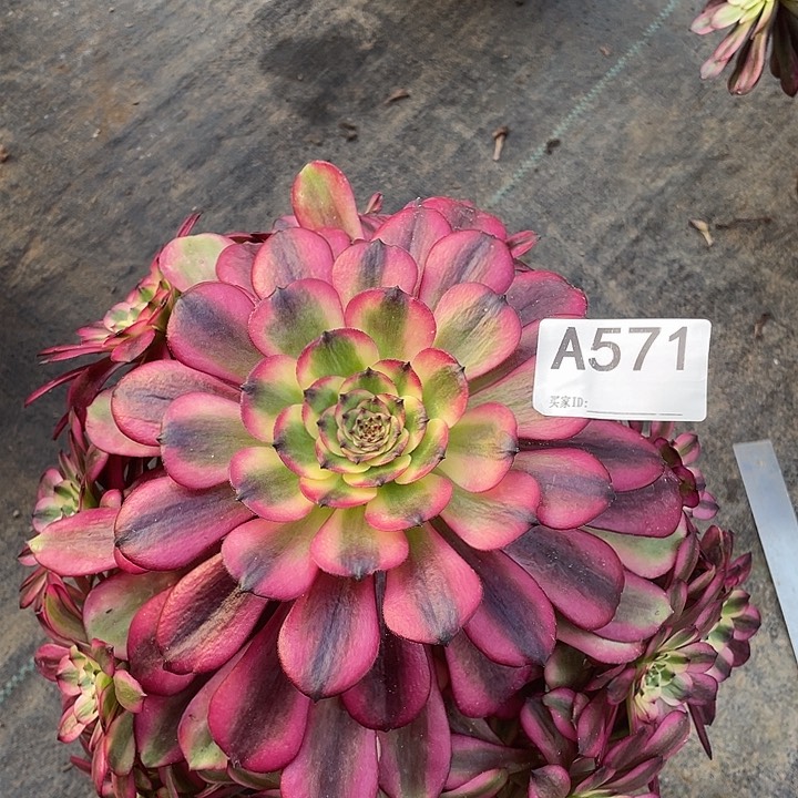 美姬多肉植物571