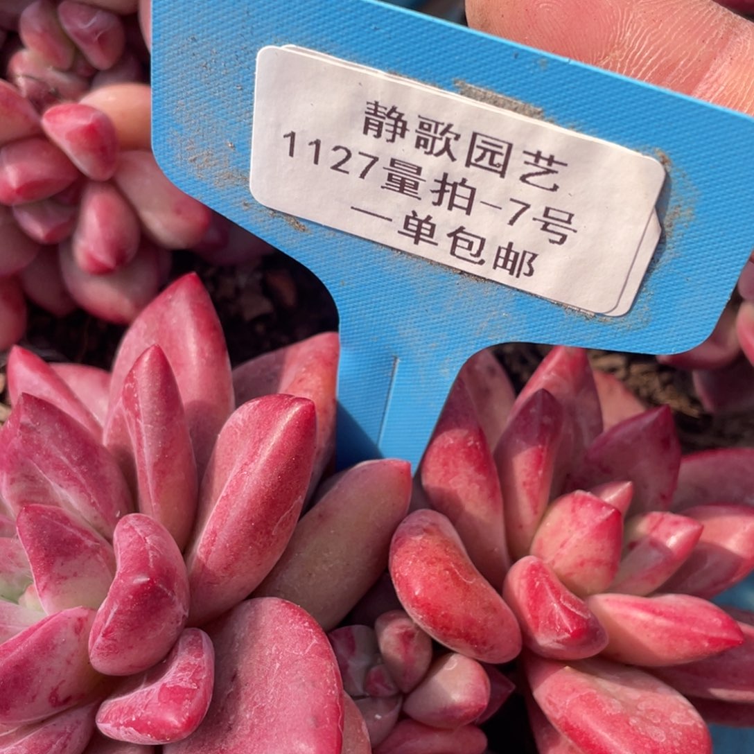 1127-7-潜力股赫菲斯托捡漏一颗