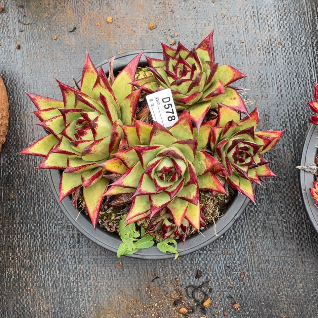 安***夏无花朵若如东云组拍D578