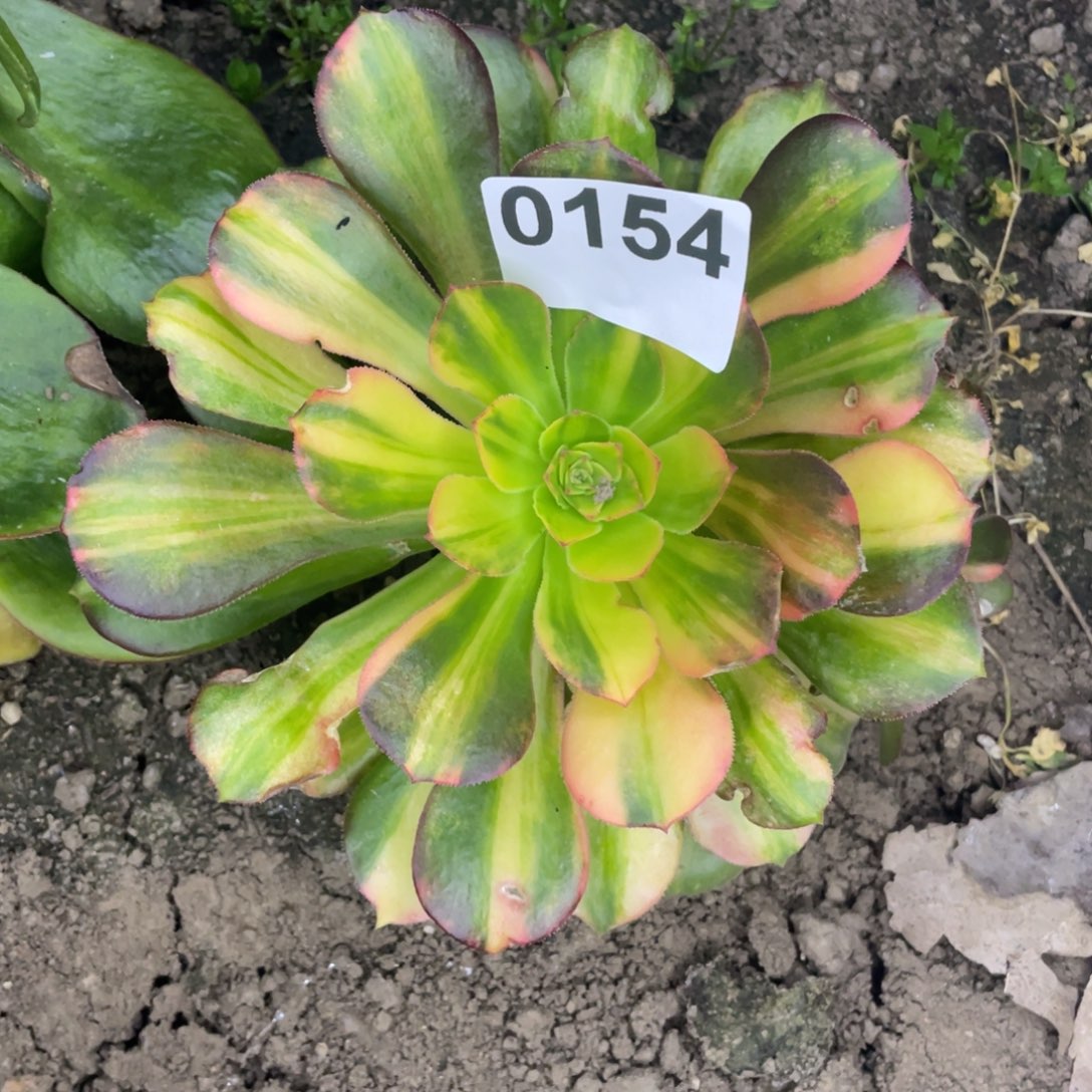 154号邵修七彩拉丝，夏天不退锦