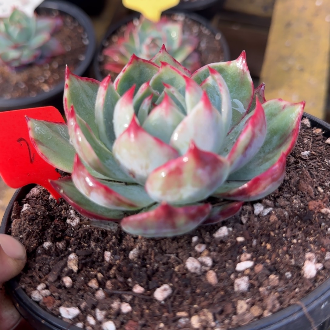 花脸惊鸿一物一拍包装收缩花旱222