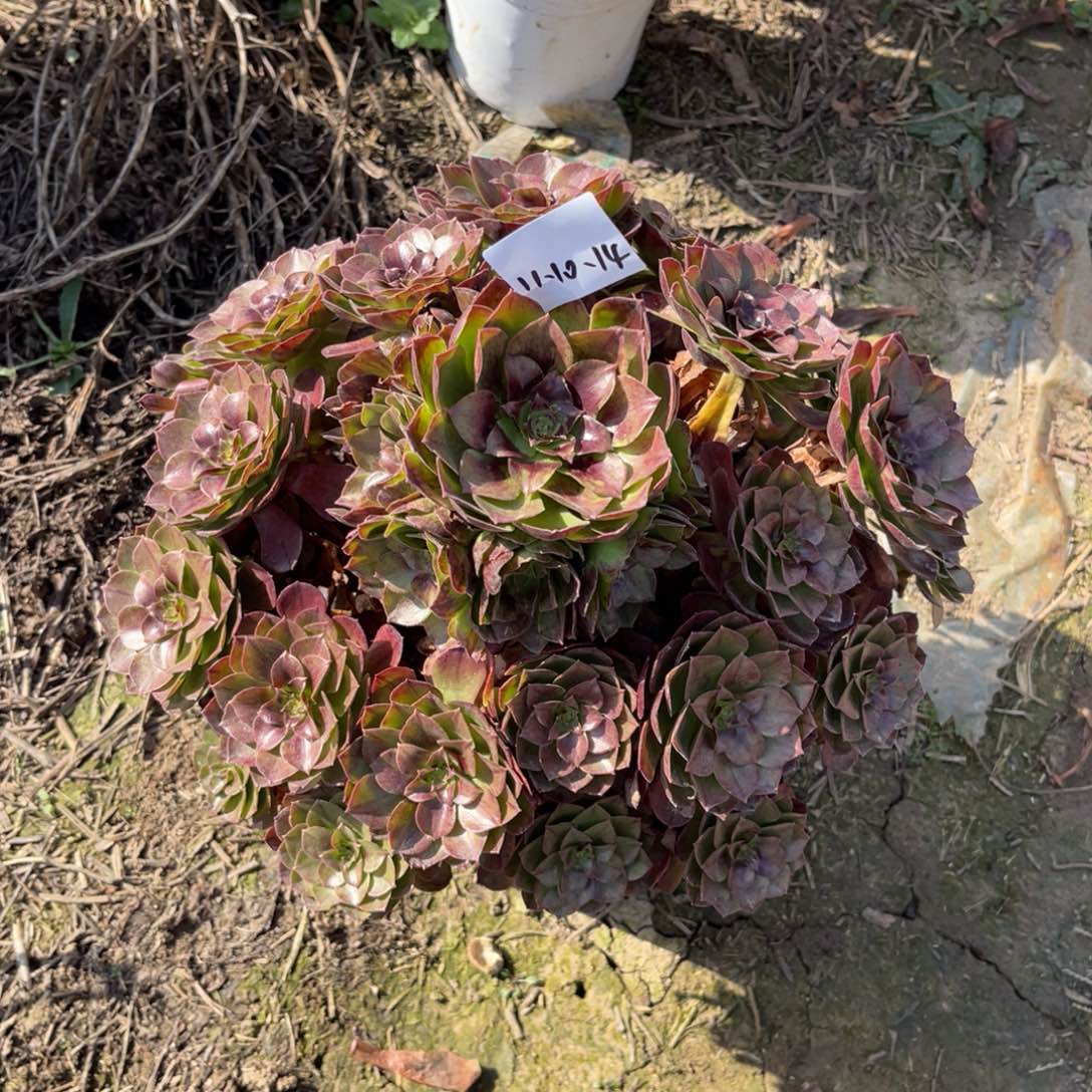 11-10-14黑魔法师锦