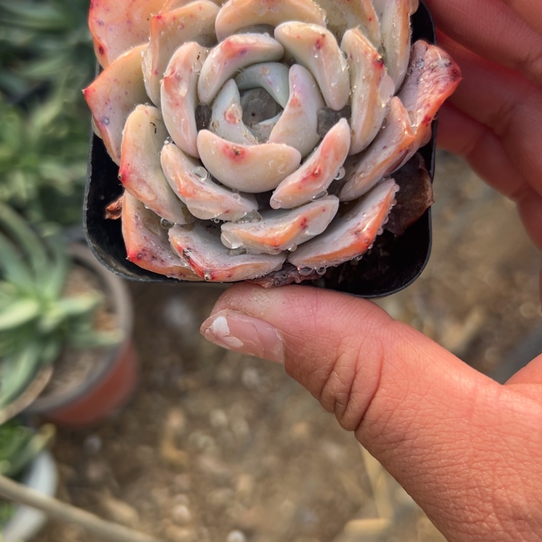 多肉植物多肉植物