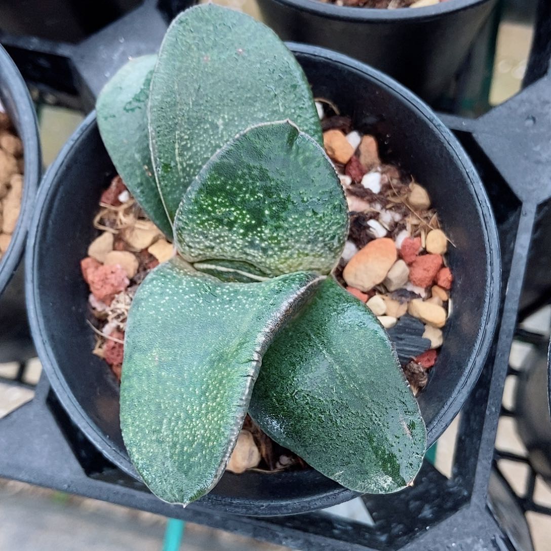 919卧牛转带盆发货