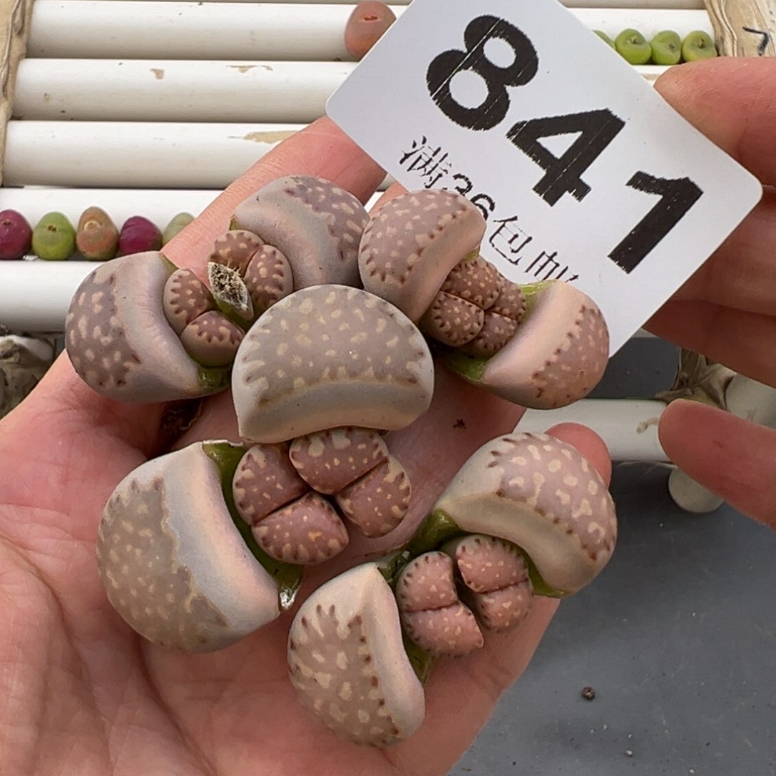 3.9好看的多肉脱土发货841