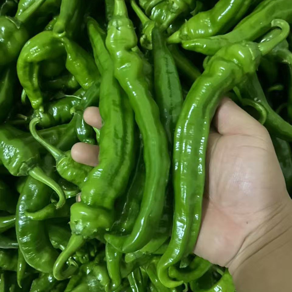 新鲜软香辣薄皮青椒中辣香辣薄皮软香辣辣椒土辣椒新鲜辣椒