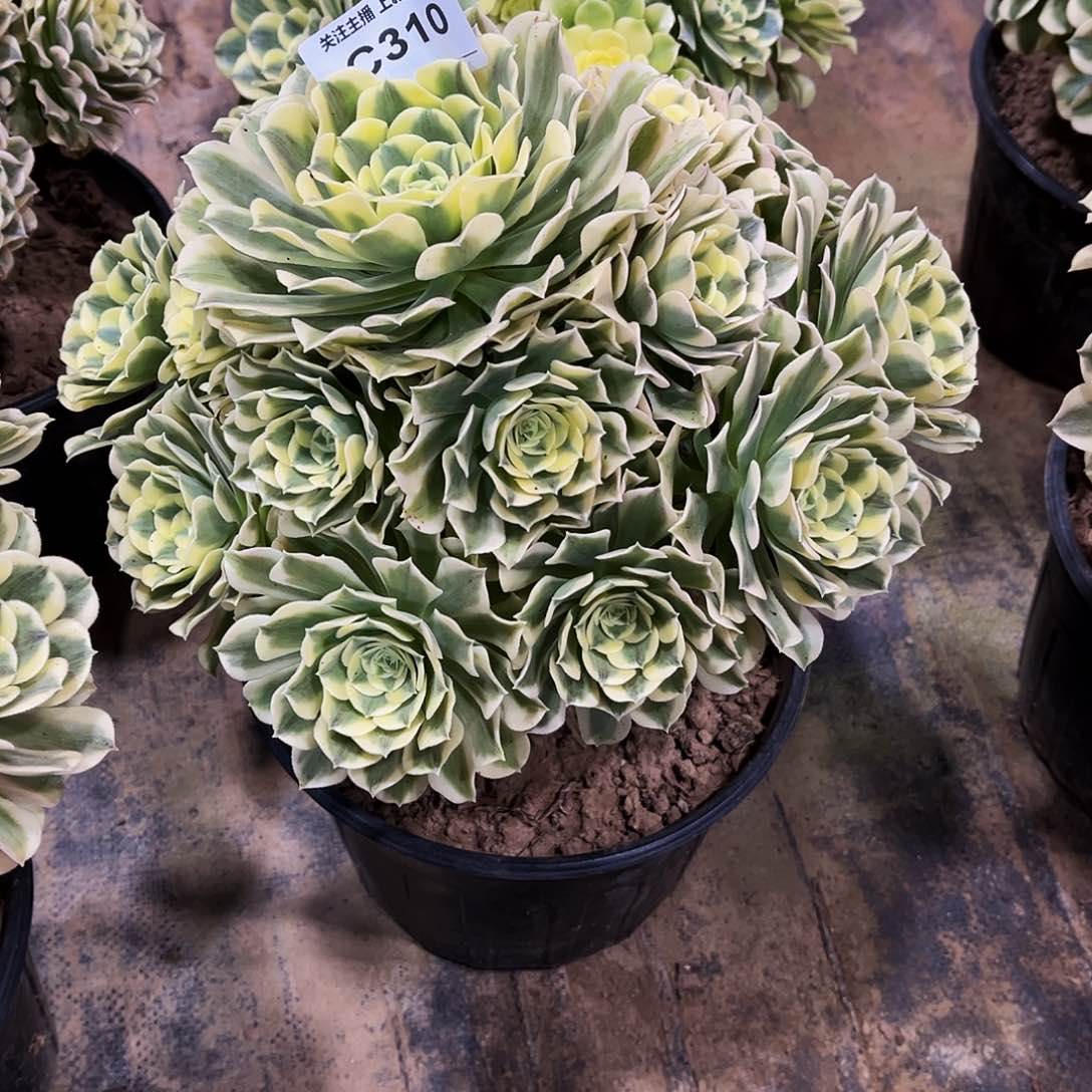 ?****?多肉310美杜莎变异绿体
