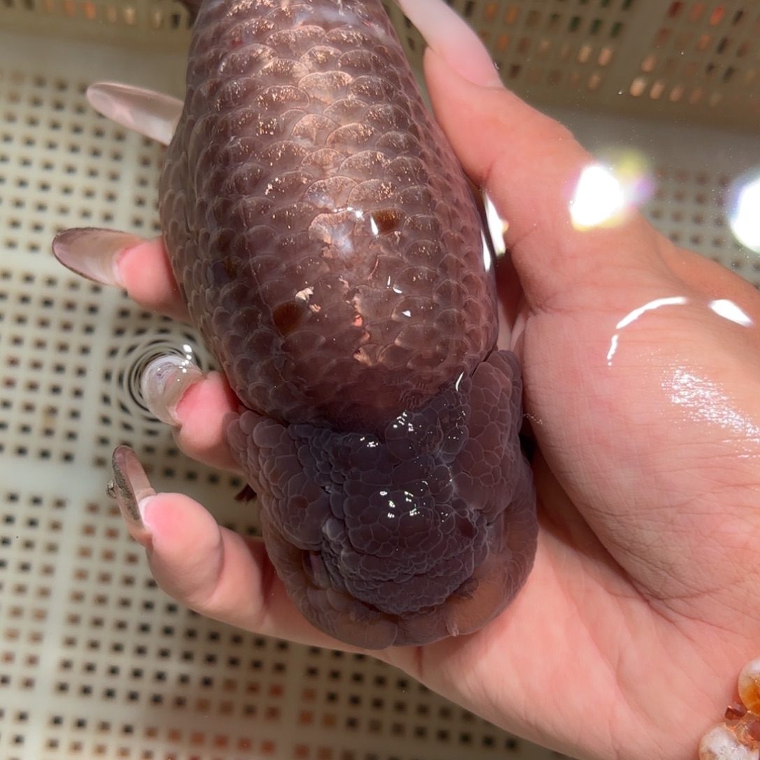 许***九金鱼拍包装包邮，不该包装运费到付