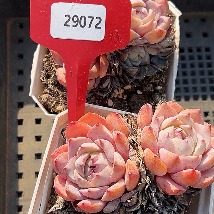 l****框拍       29072号  