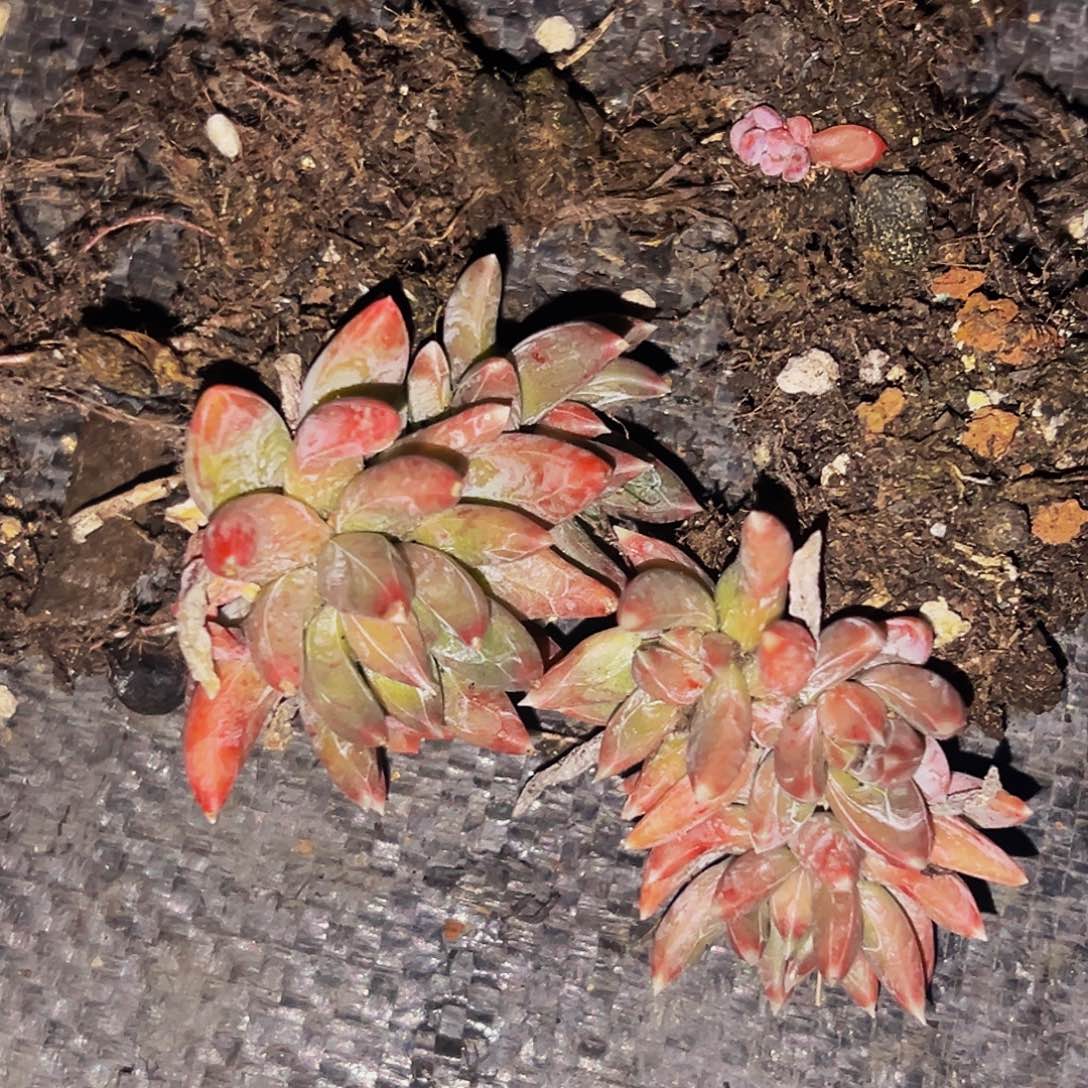 桔云多肉美人精品系列