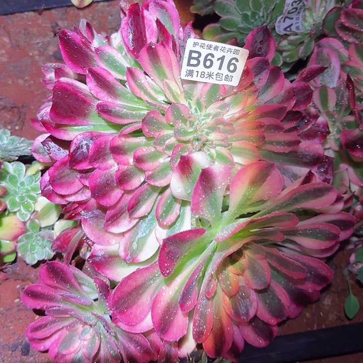 多肉法师香妃缀化