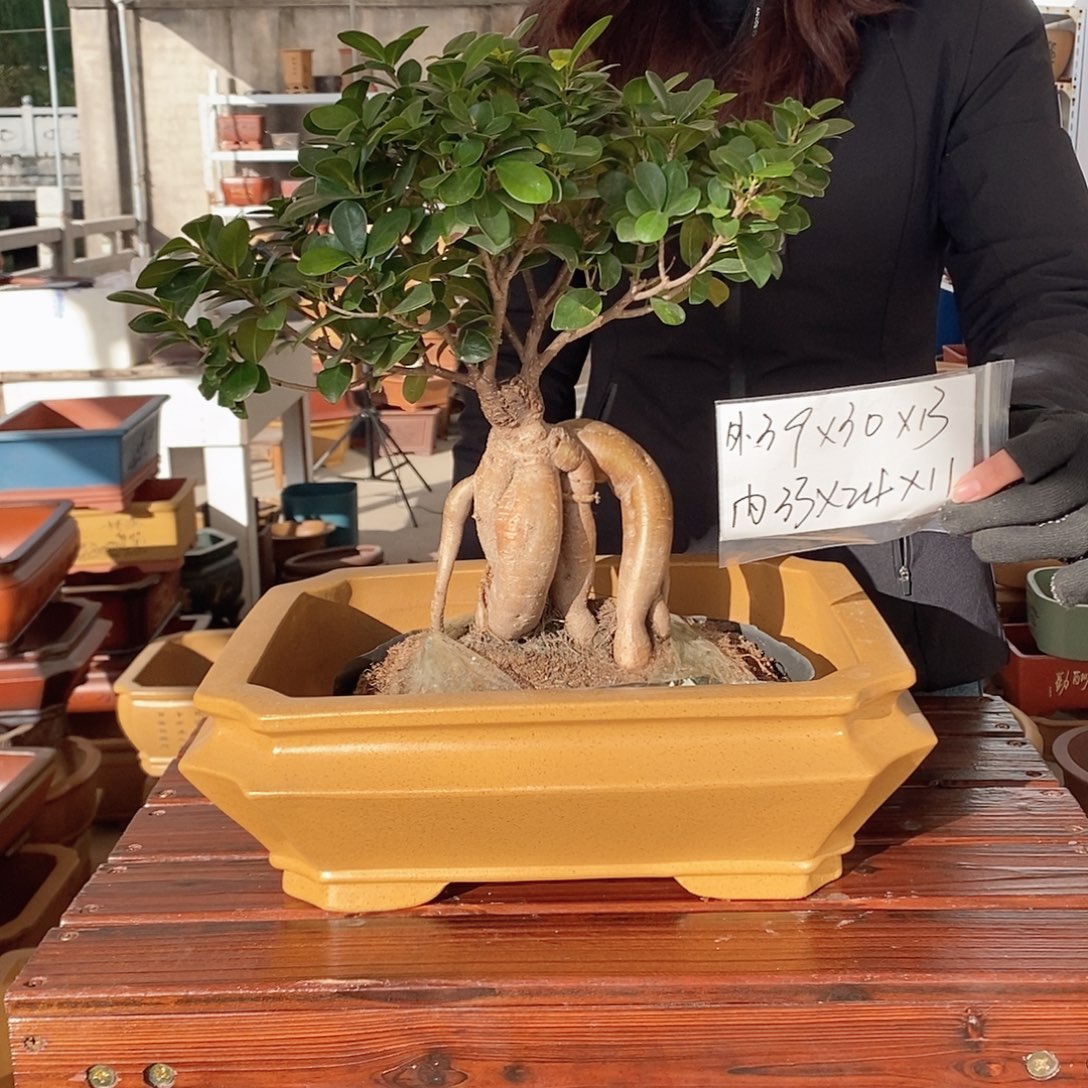 花盆紫砂紫砂花盆