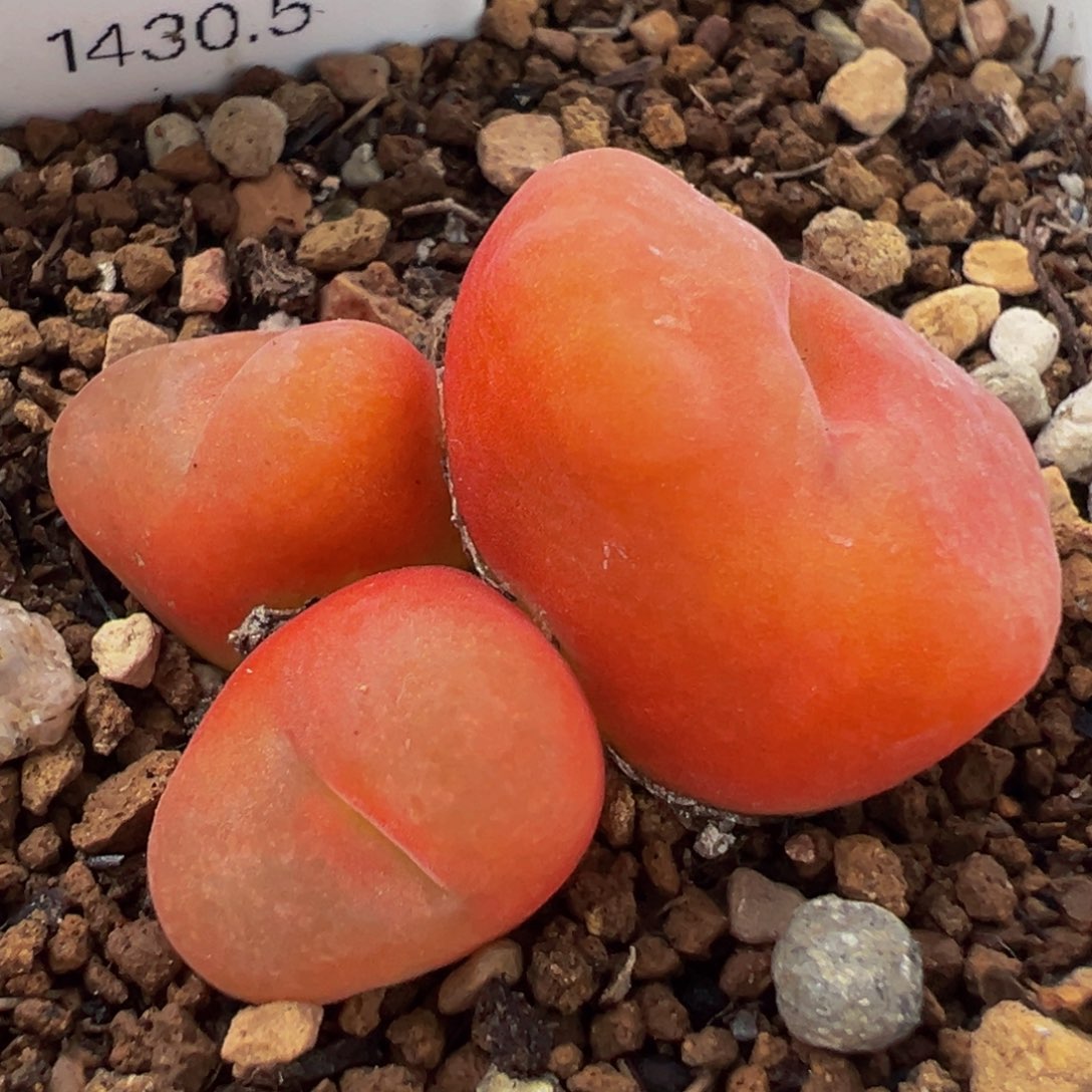 8年进口水蜜桃带盆