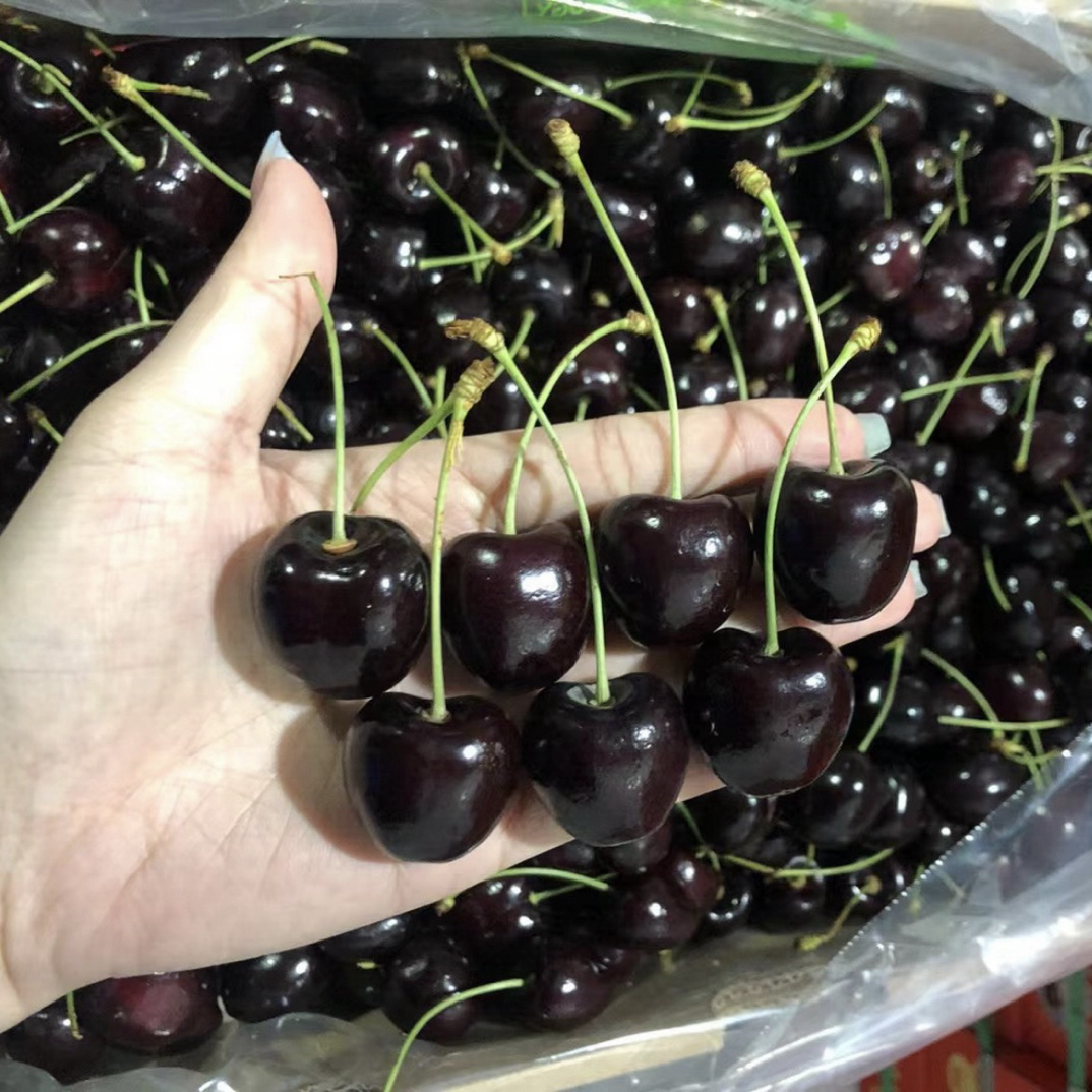 智利空运科迪亚车厘子 2J加大加黑5斤装脆甜多汁口感新鲜水果智利