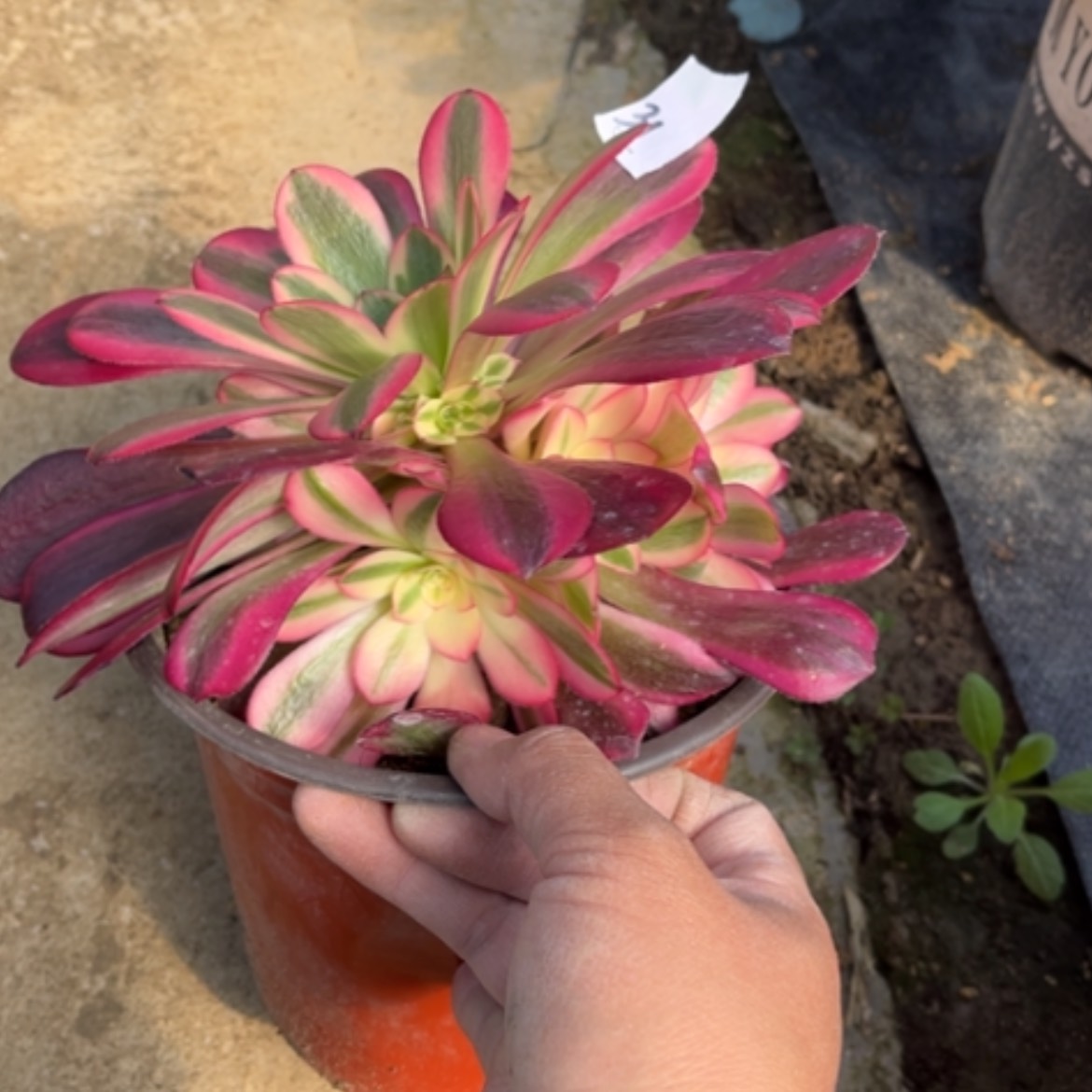 【闪购商品】31美杜莎多肉法师