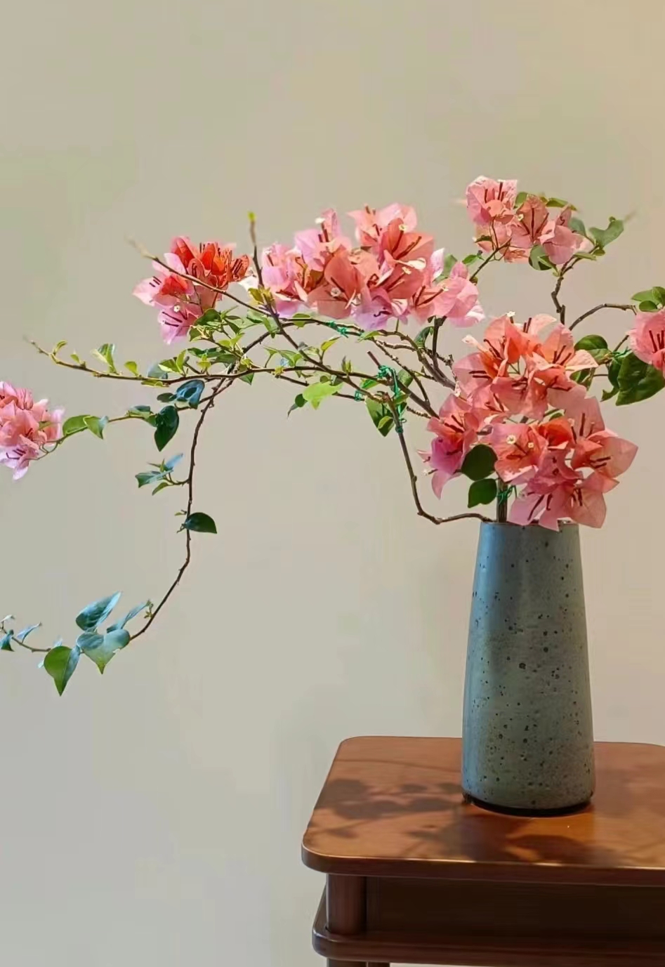 三角梅老桩一物一拍三角梅四季开花勤花好养