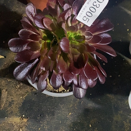 3005欧紫多肉缀化