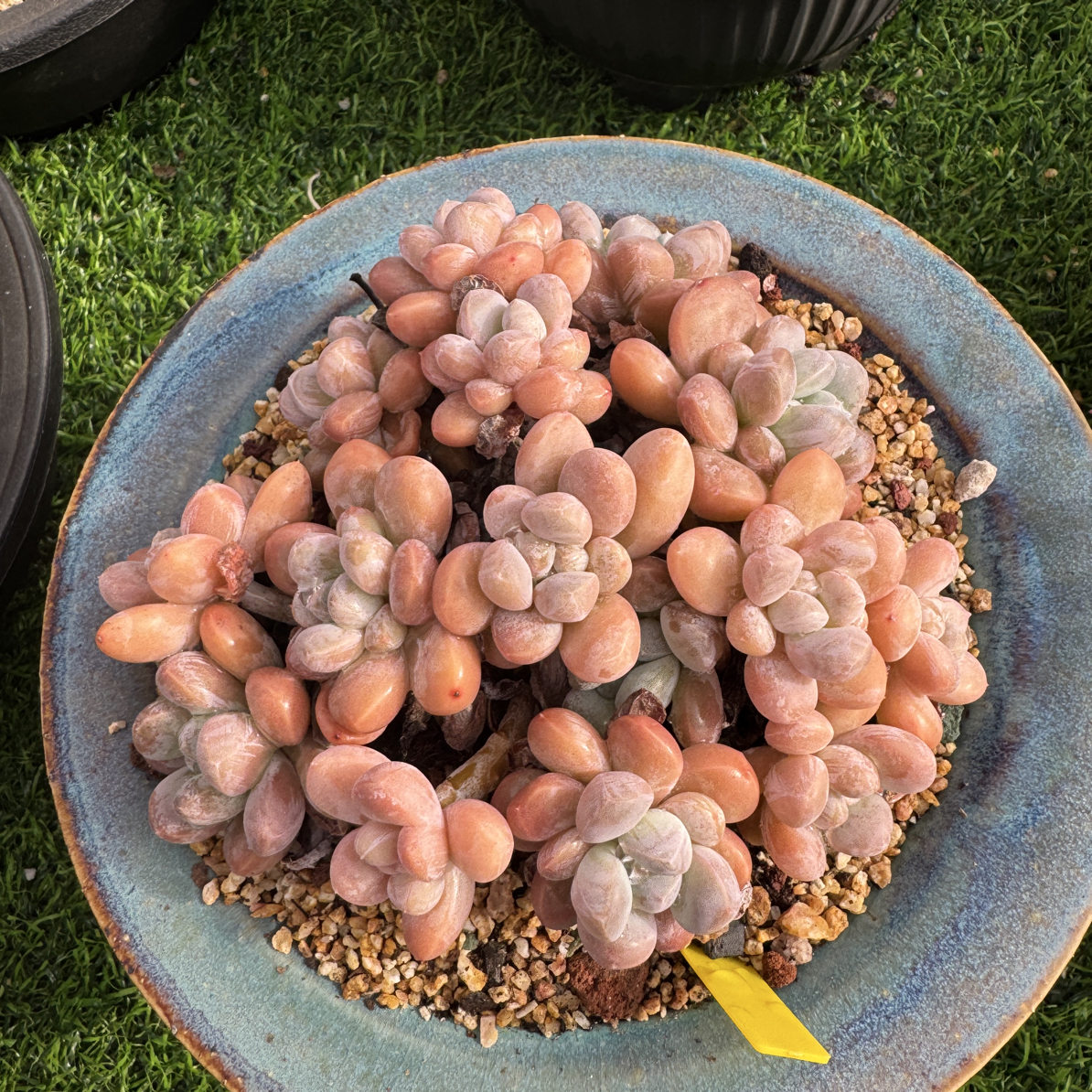 香玉群生多肉植物一物一拍