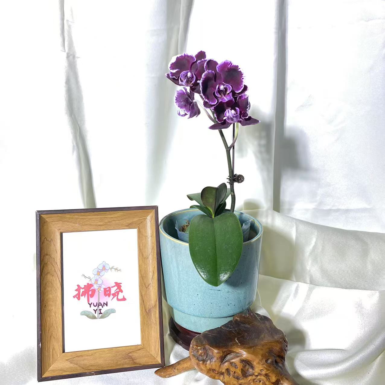 拂晓蝴蝶兰（拉丁舞裙带花）叶面微瑕开花珠发货